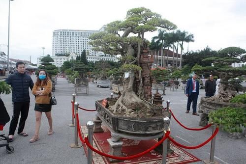 男子用古树和砖瓦制作“城门”盆景，如今有人出57万嫌价格低