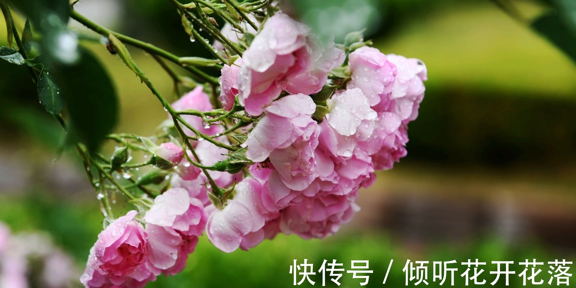 惜春!黄庭坚逆境中的一首独出心裁之作,空灵蕴藉,深沉含蓄,情趣盎然