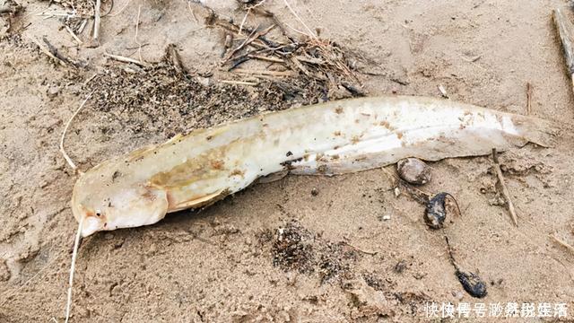 黄辣丁|黄河水位大降，钓鱼人探钓黄河滩，“野货”真不少