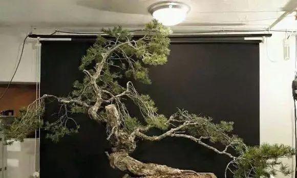 看到这些盆景以前的样子，我也是服了