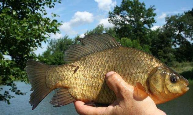 本人|日本普通家庭的“一日三餐”,看完明白冲绳人为啥“长寿”了