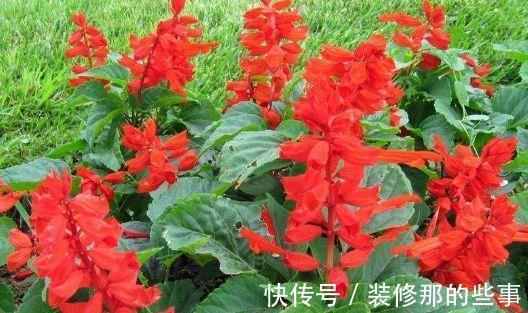 仙客来|从8月24日开始,家养此款花卉,花开还有清香,花朵雍容华贵