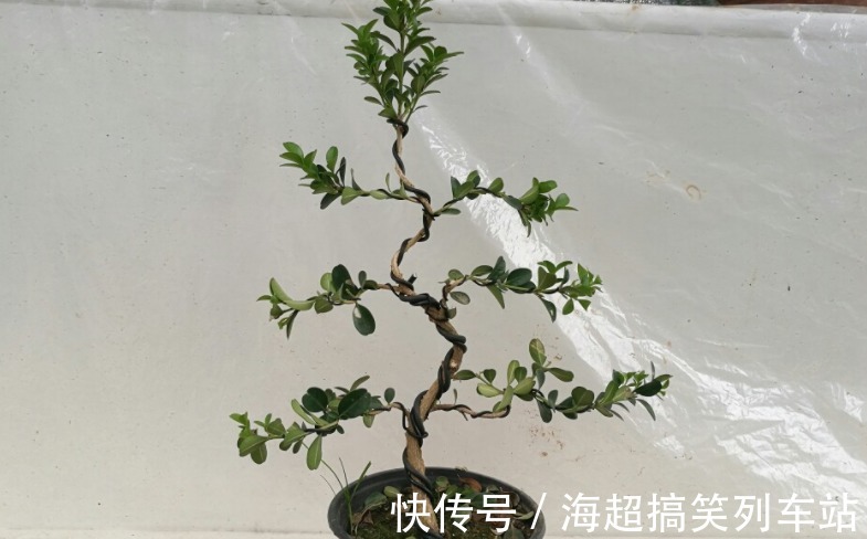 制成盆景的瓜子黄杨,搁家里能显主人品味、身份,该怎么养护?