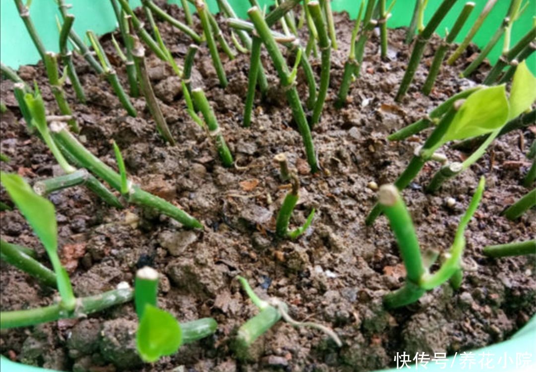 扦插|6种草本花卉,更容易扦插,掐根枝条就能养活