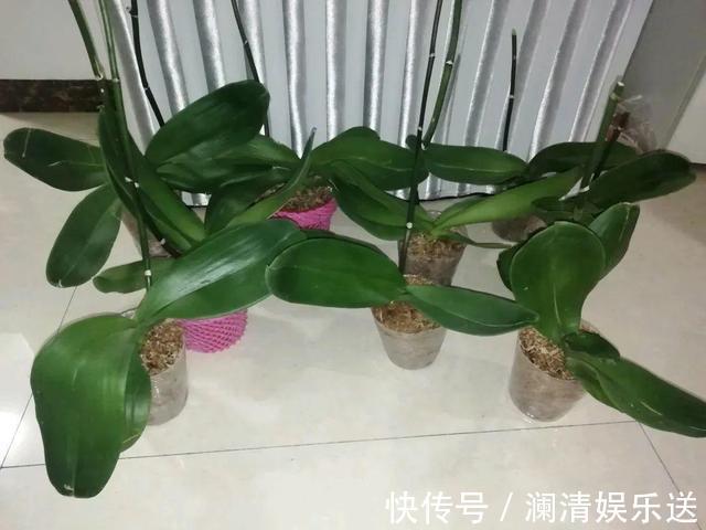 修剪|出门最容易“捡到”的5种花,拿回家剪几刀,不花钱成好看盆栽