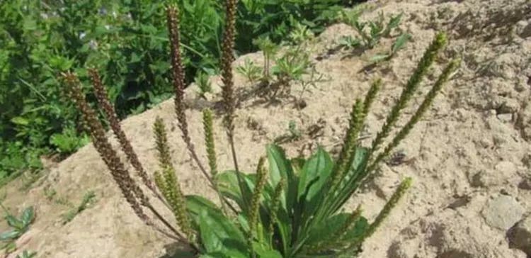 农村|农村这野草人们称它“蛤蟆叶”,以前被当救命菜,现在一斤20元