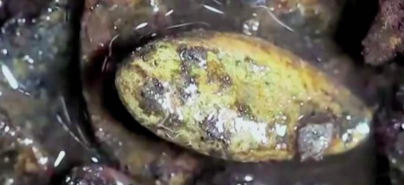 海昏侯和辛追夫人都是吃香瓜后身亡,香瓜身上,有一样东西不能吃