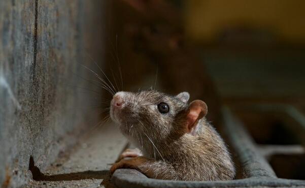中国十大禁菜三吱儿老鼠:生吃老鼠崽,病毒