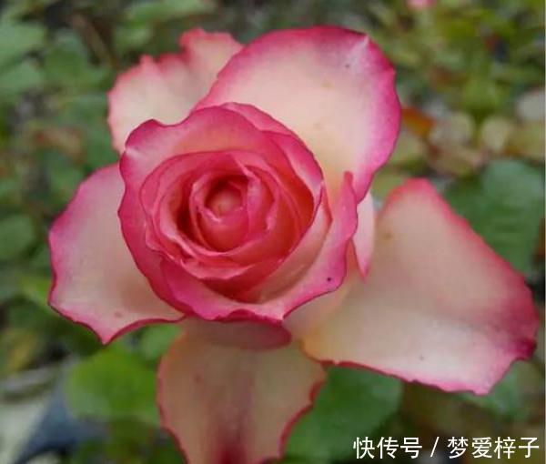 3种“美女花”值得拥有,花色清新,容易开爆盆,好看又好养,美极了!