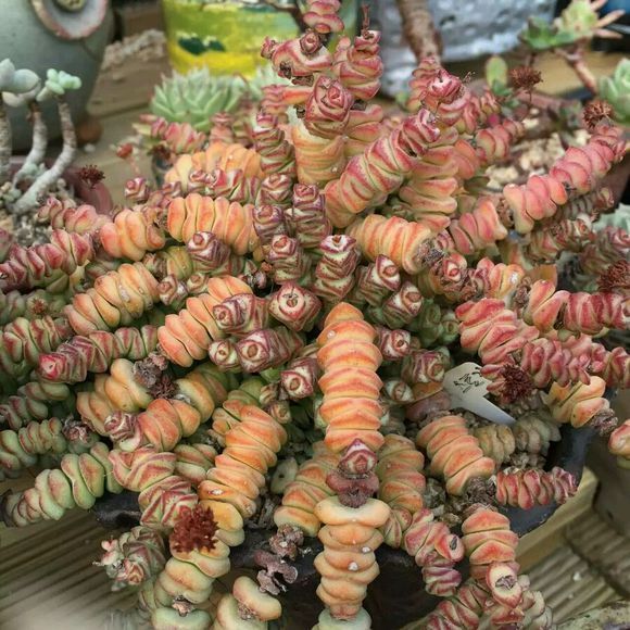 多肉“钱串景天”这么养！几个月就能叶色出锦、疯长爆盆！