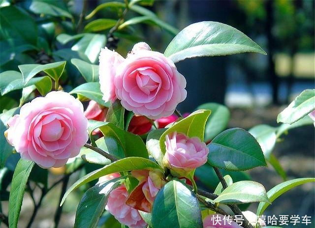 5种比香水还香的盆栽花卉，开花漂亮香气浓郁，人称“香水之王”！