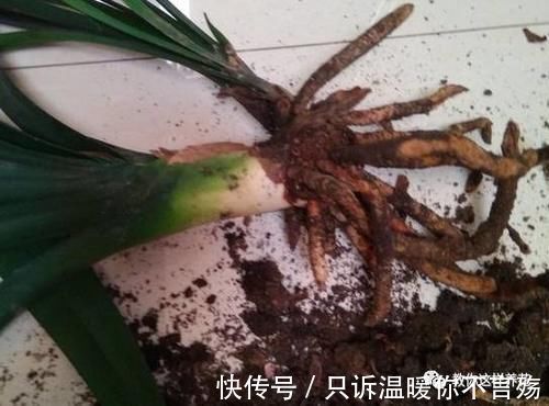 养花技巧：根都烂完了的君子兰，我捡回家，半年后开花了！