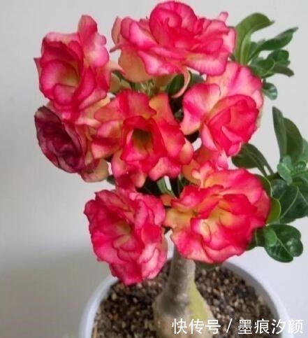 沙漠玫瑰|时间少就养“2种花”,开花很漂亮,30天不浇水也“死不了”!