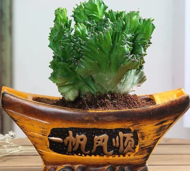 盆景|盆栽植物“玉麒麟”,什么来头室内养护有讲究
