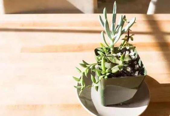 多肉养殖雷区多,植株容易长畸形该怎么办从3方面解决就够了