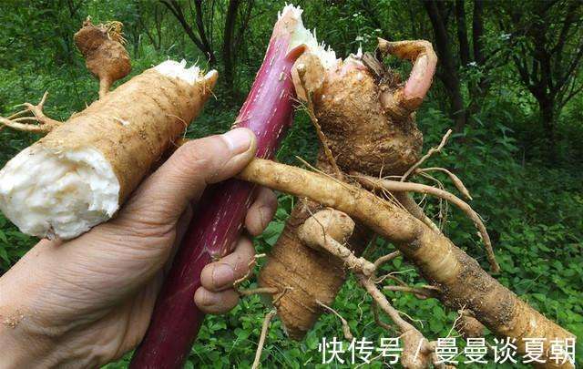 食客们|“土人参”农村人想吃多少摘多少，外面一斤40元比肉还贵！