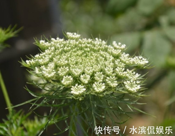 果实|农村的常见野草,结果一次便成千上万,既可入药还能提炼精油