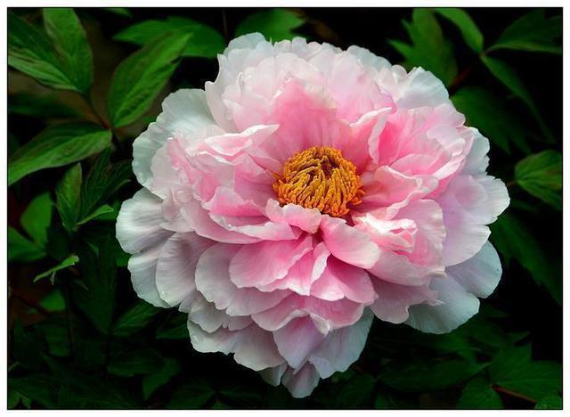 牡丹移植成盆景容易死，没掌握这些技巧，肯定不好活