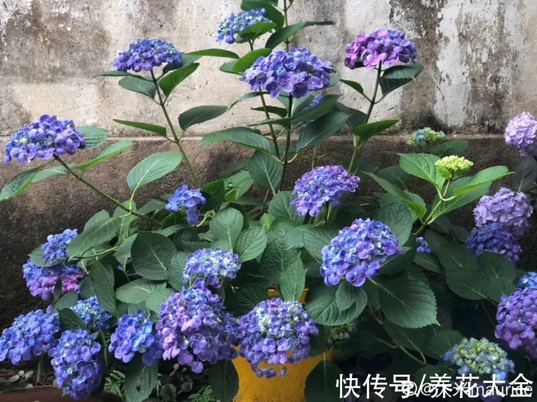 冬天扦插,最简单的方法学起来,这6种花都能生根