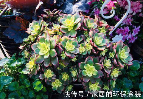 白牡丹|这三种多肉是多肉中的小强,一生只用买一次,出了状态照样美