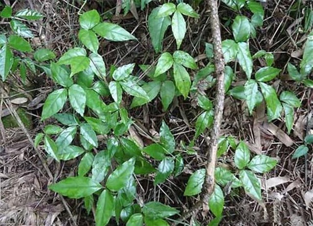 江西草药|农村只长三片叶子的野草,根茎却是“草中金”,比铁皮石斛还好