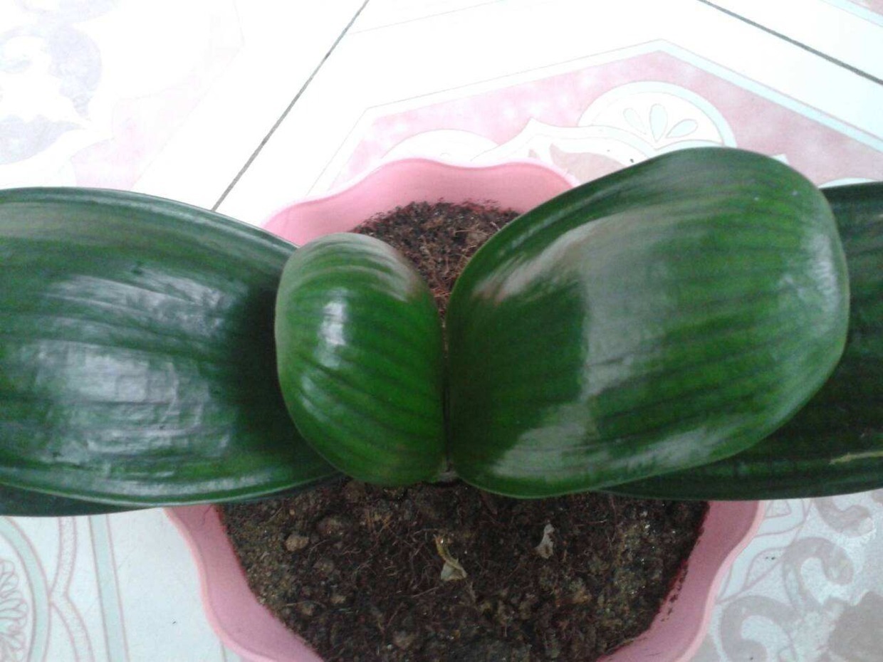 君子兰夏天容易烂根赶紧砍一刀,栽土里还能重新长!