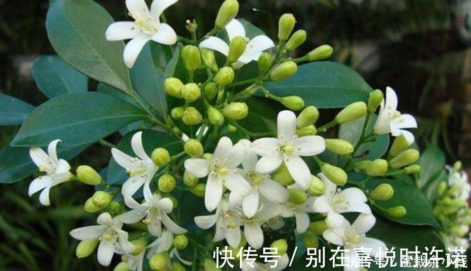 月季|4种花比牡丹还漂亮,比绿萝还好养,年年花开不断,一盆开花100朵