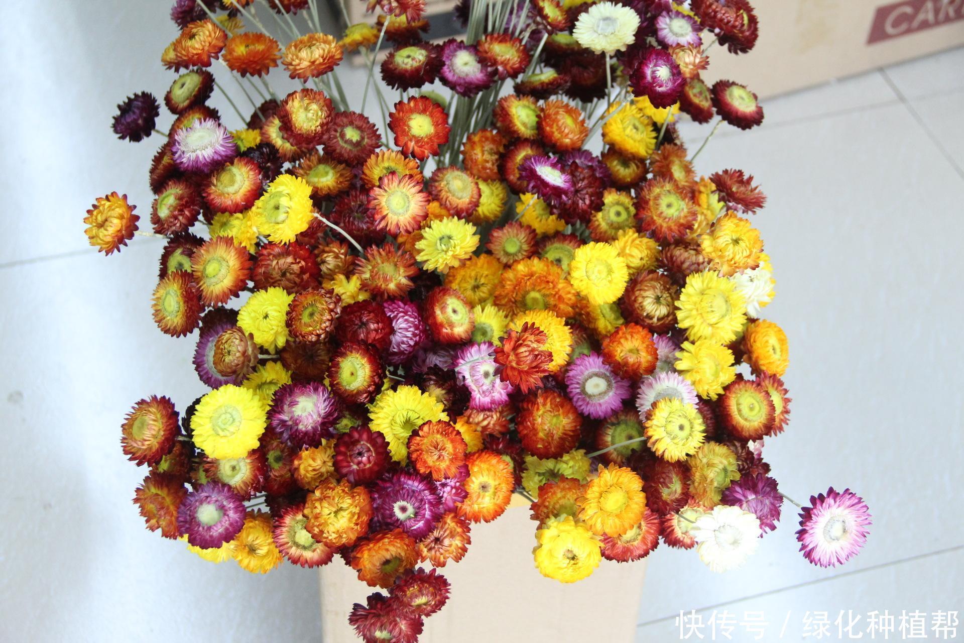 麦秆菊:美容养颜效果好,是自然界恩赐的天然“工艺品”