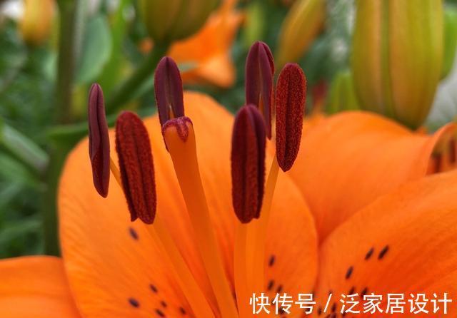 纯洁|沈阳沈水湾公园：最美最仙百合花