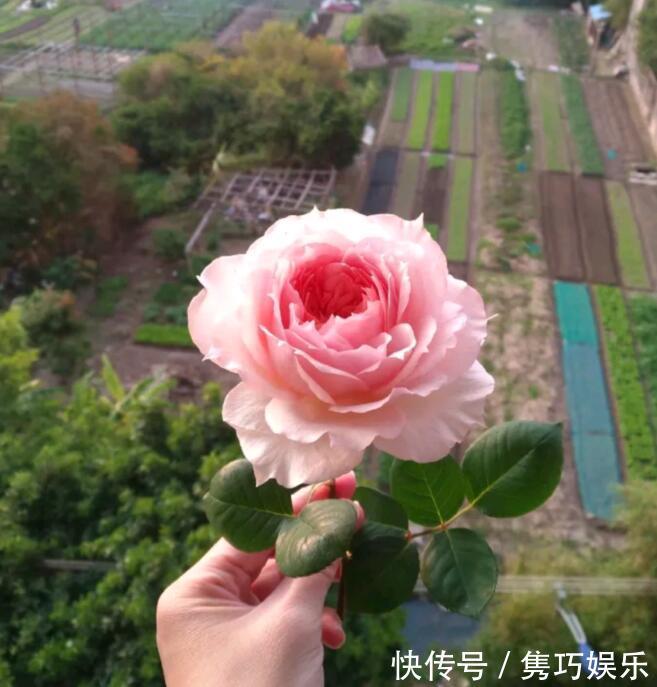 很冷门，但很好看的10款月季，与众不同最配你
