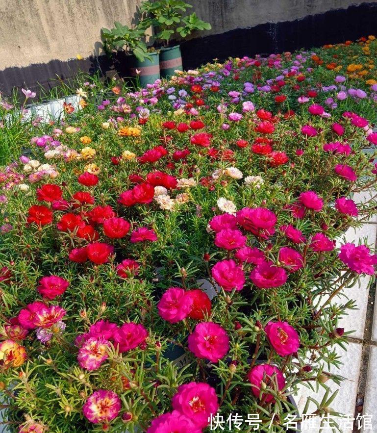 单瓣|重瓣太阳花怎么养?记住这3点,花朵多花量大,又大又鲜艳