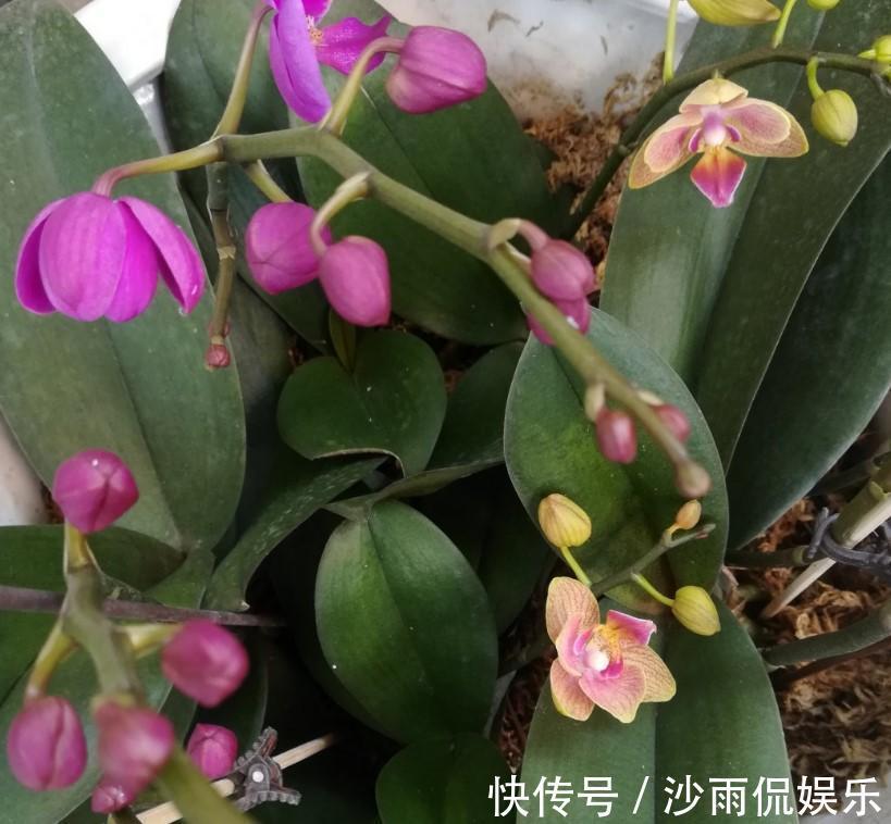 花友们|蝴蝶兰出现腐烂的情况，剪掉一些，养一下就又能养出大粗跟！