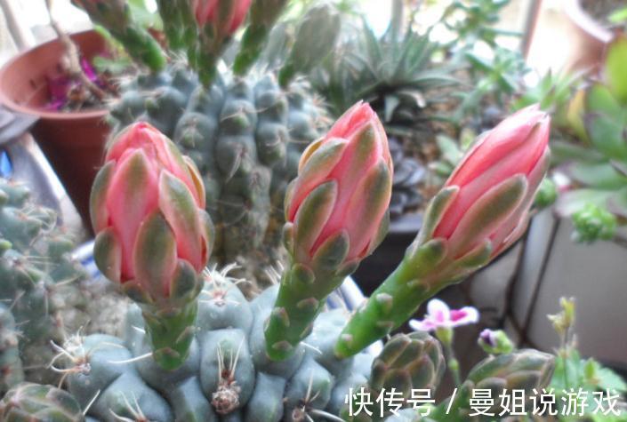 霸气“旱养花”就选这1种，家里养一盆，子子孙孙，越养越多