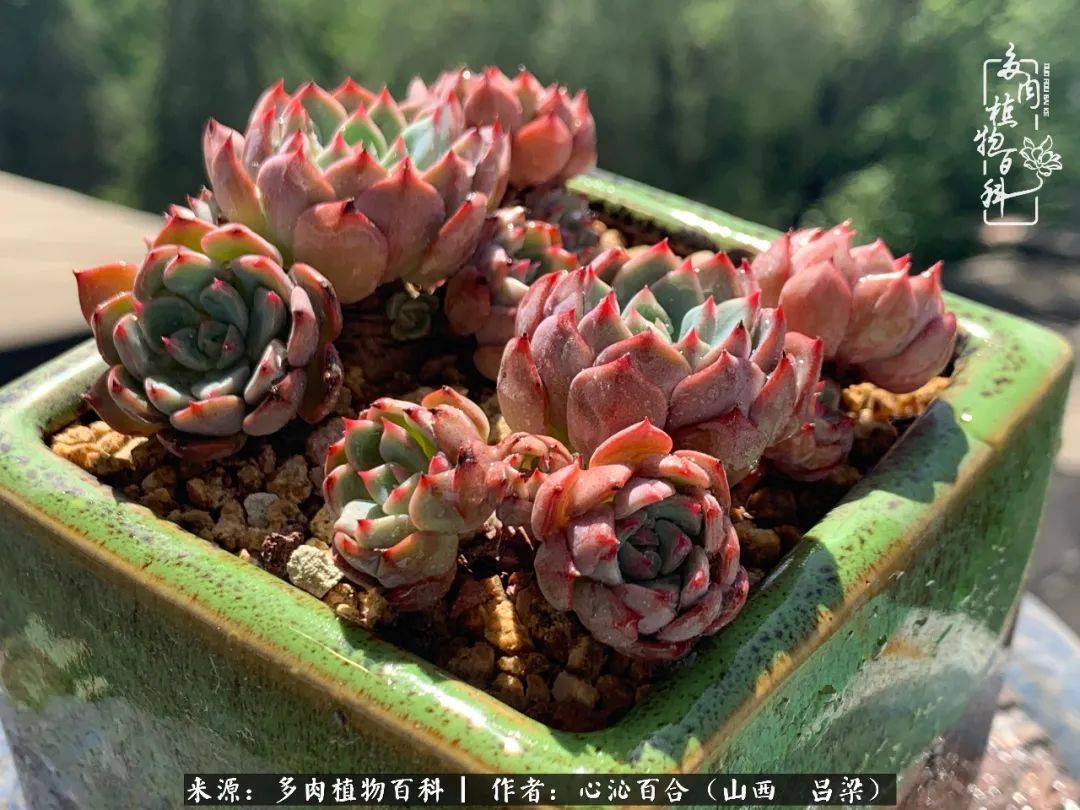 夏季的多肉,绿色才是主色调!努力呵护,期待绽放的那一刻!