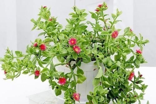 八种以牡丹命名的花卉,开花鲜艳漂亮,颜值高,值得养