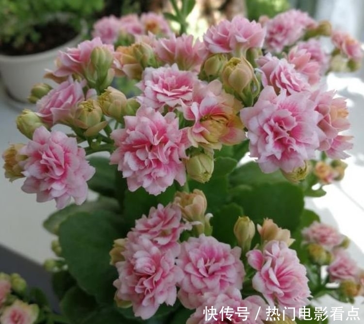 四种花常年开花易爆盆，被称为花卉界的劳模，美不胜收