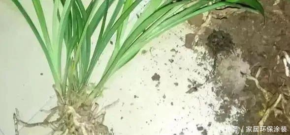 移栽|养花换盆换土知识点:夏季给这4种植物分株移栽,注意别伤根