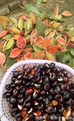 板栗|又是野果收获的季节,这些野果你认识吗?城里很少有卖的