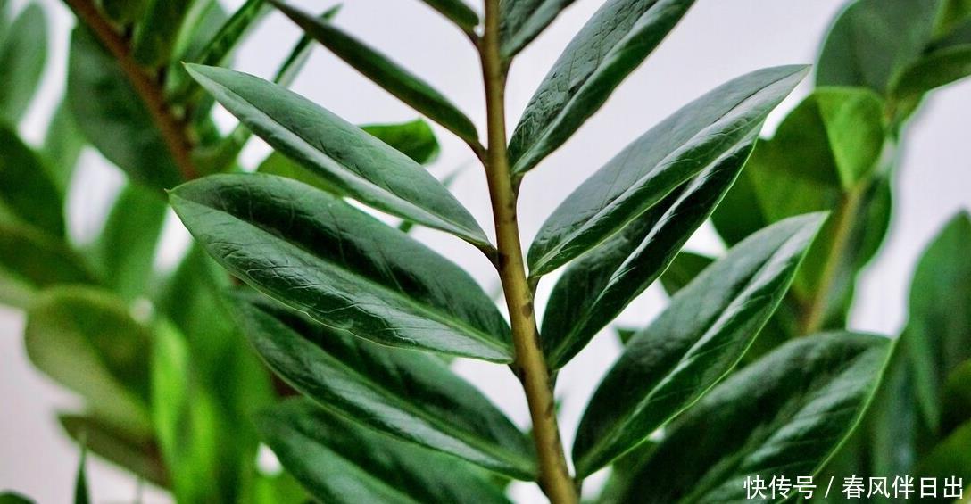 买年宵花时,遇到这5种,再便宜也不买,别不听劝