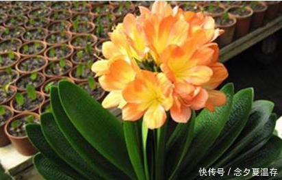 老婆不小心将“它”扔进花盆里,干瘪的君子兰,开花爆盆了!