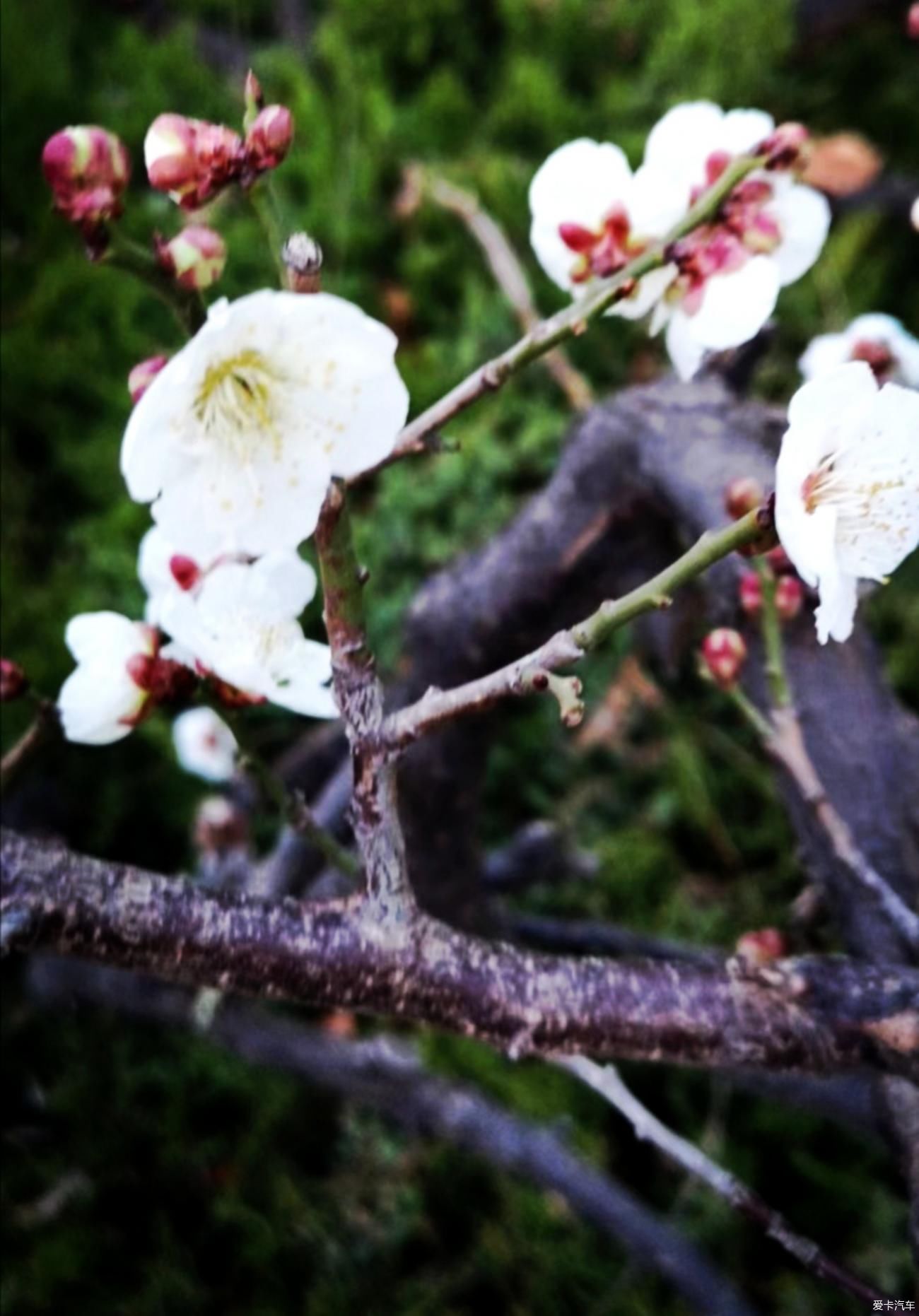 春来赏花忙，徘徊粉花乡。