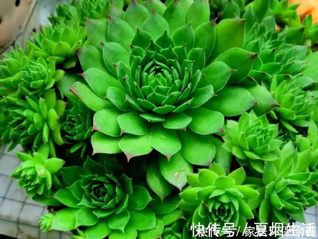 小球|养花达人：张大爷家的花，1年养成“大转盘”，1次冒出25个头！