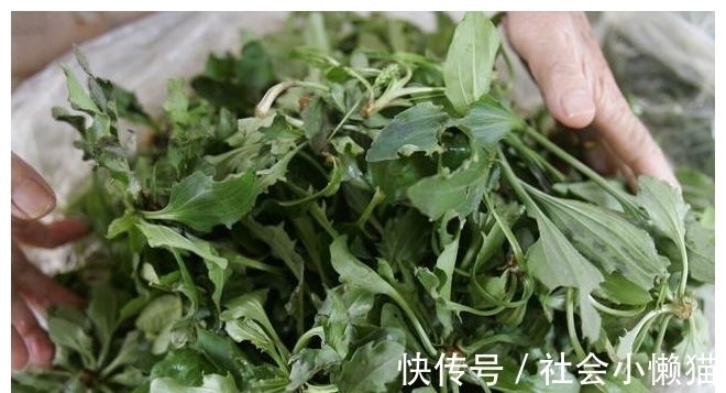 马齿苋|春天,遇到4种野菜别放过,加把面粉蒸一蒸,太好吃了