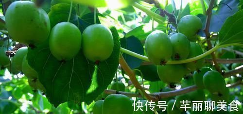 补益|冬天来了,不妨多吃3种食物,促进消化,排毒抗衰,补益气血!