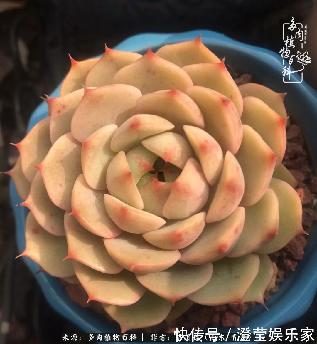 吉娃娃|我和我的“多肉恋人”,怎么样有没有惊艳到你!