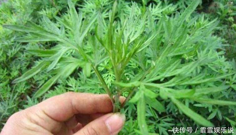 中年|小小艾草卻能做3味藥,如此做好處多多,改善手麻腰腿痛心理疲勞