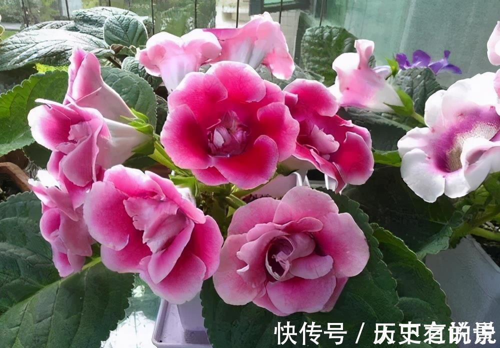 大气|6种漂亮花,耐阴又好养,端庄大气长势旺,适合北阳台