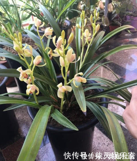 发芽|养兰花这点最关键，发芽多又壮，开花多又香，年年开花不断！