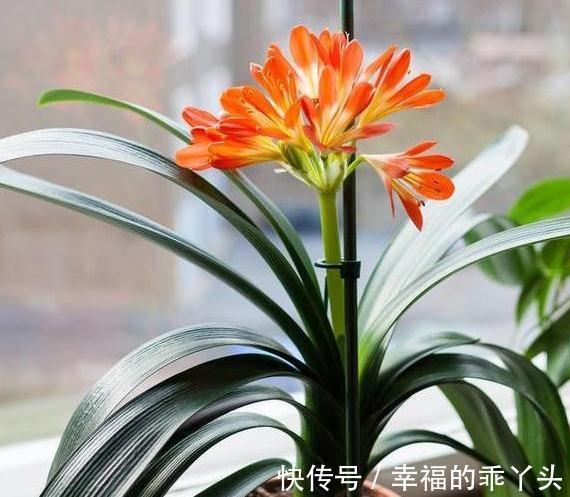 冬天养4盆花,浇水很关键,管住手才能多开花,你了解嘛