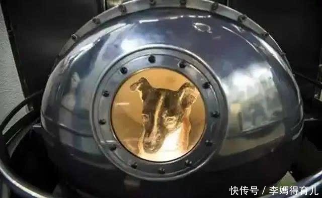 宇航员 第一个登上太空的宇航员,不是加加林,而是一只狗……